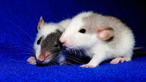 Sex Differences in Learning and Memory Are Triggered During Puberty