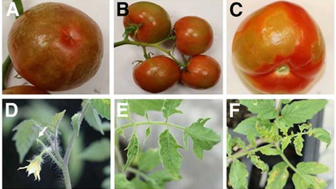 Emerging Tomato Virus Insights Gained