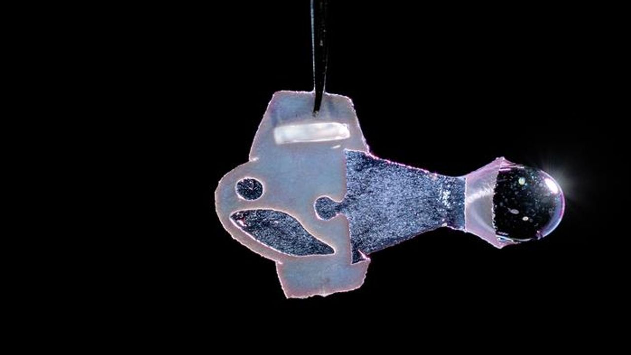 First Fully Autonomous Biohybrid Fish Created From Human Cardiac Cells