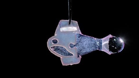 First Fully Autonomous Biohybrid Fish Created From Human Cardiac Cells