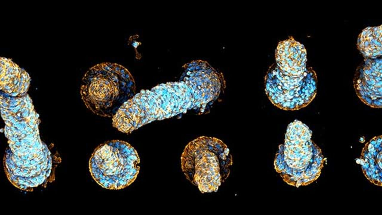 Cellular Tornadoes Sculpt Our Organs