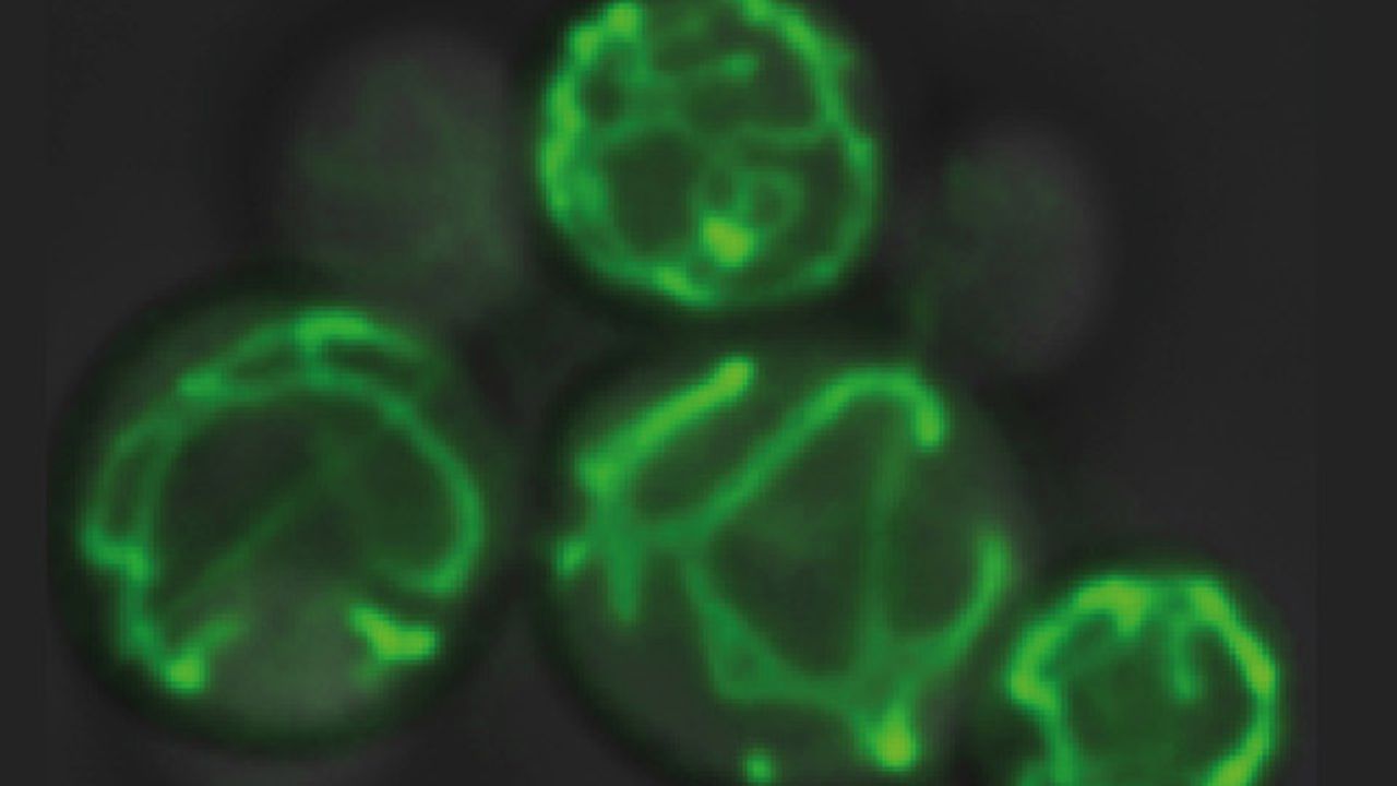 Mitochondria Efficiently Adapt to Changing Metabolic Conditions
