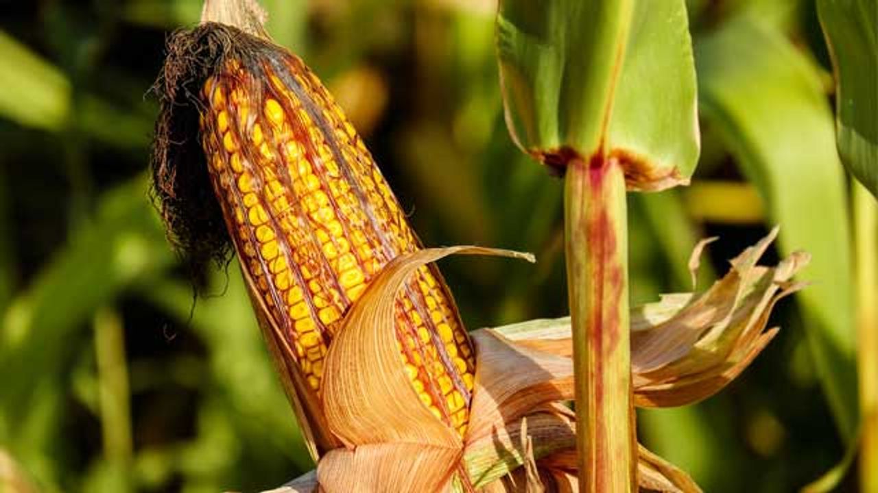 Drug Delivery System Developed Using Corn To Target Cancer Cells
