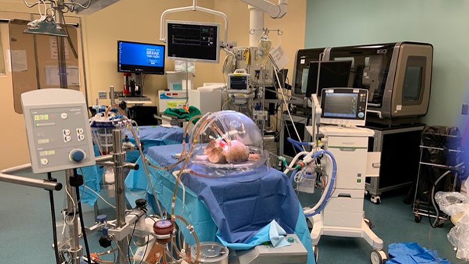 Blood Group of Donor Lungs Converted in Quest for Universal Organs content piece image