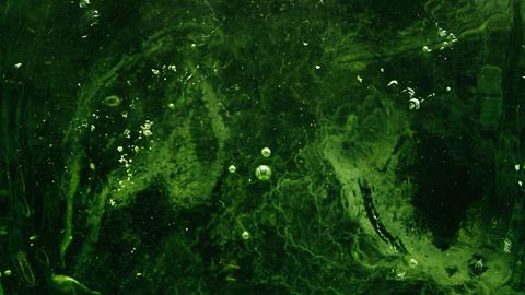 Mitosis in Microalgae Revealed in Detail for the First Time