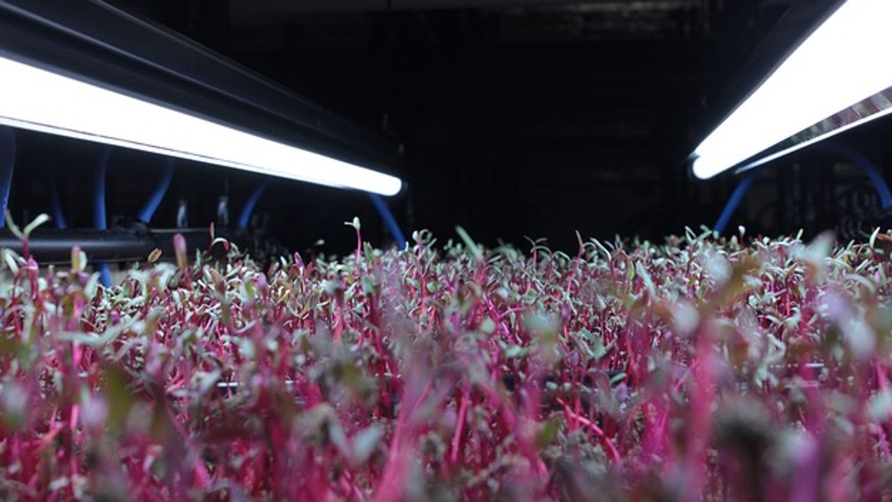 Growing Conditions Impact the Nutritional Punch of Microgreens