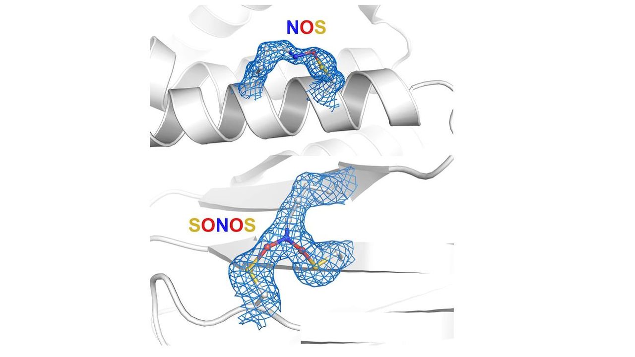 Protein Group Found To Play Major Role in Nature