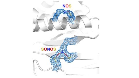 Protein Group Found To Play Major Role in Nature