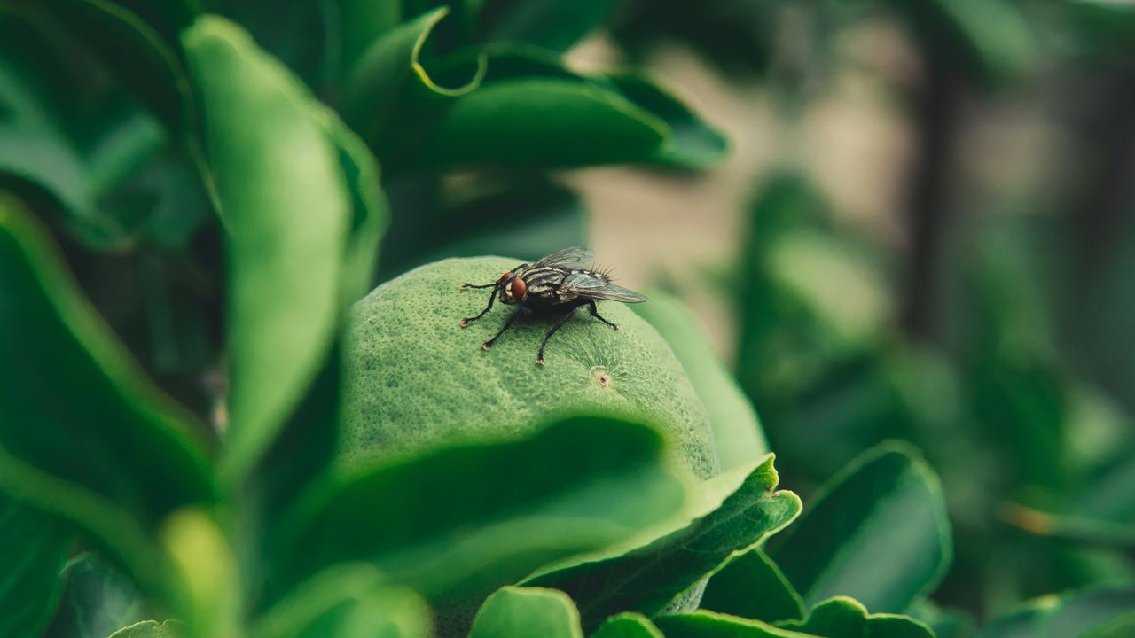 VR Study Shows Flies Are Smarter Than We Thought