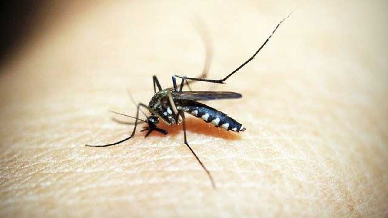 Protein That Plays a Key Role in Malaria Parasite Identified