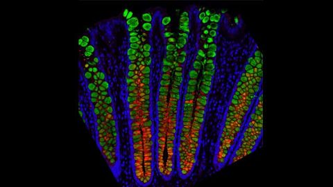 Entire Human Gut Mapped at Single-Cell Resolution