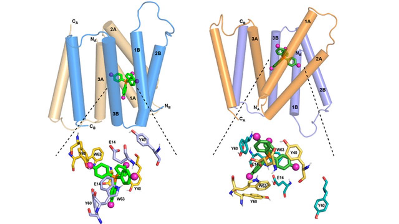 Protein Pump Helps Bacteria To Become Resistant to Antibiotics