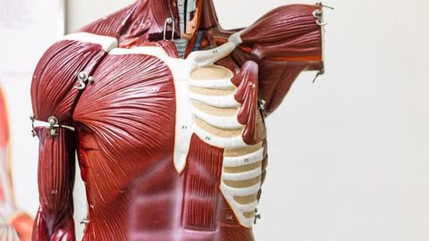 How Motor Neurons Meet Their Muscles