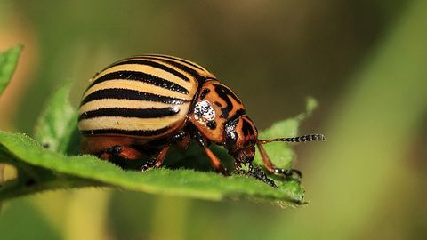 How a Potato Beetle Developed the Genetic Resources To Become a “Super Pest”