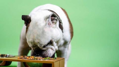 Repurposing Viagra To Treat Rare Eating Disorder in Dogs