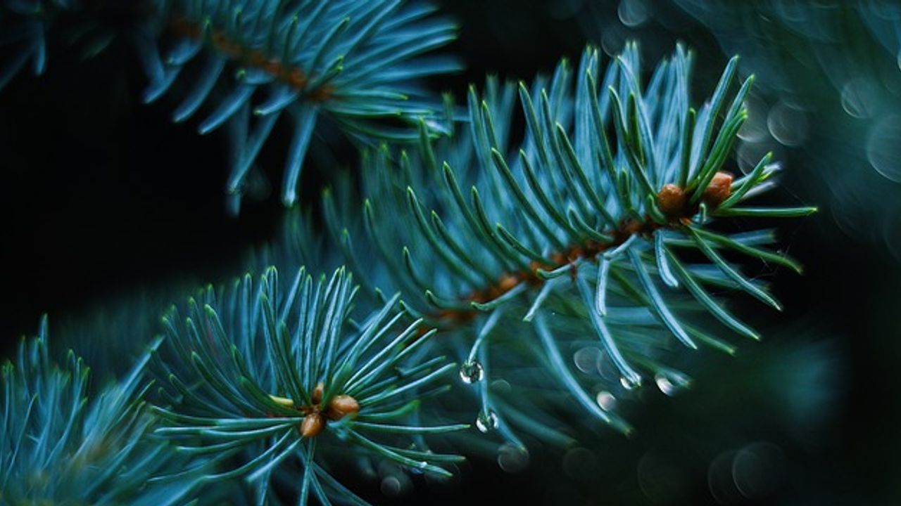 Pine Needles Chronicle PFAS Environmental Spread