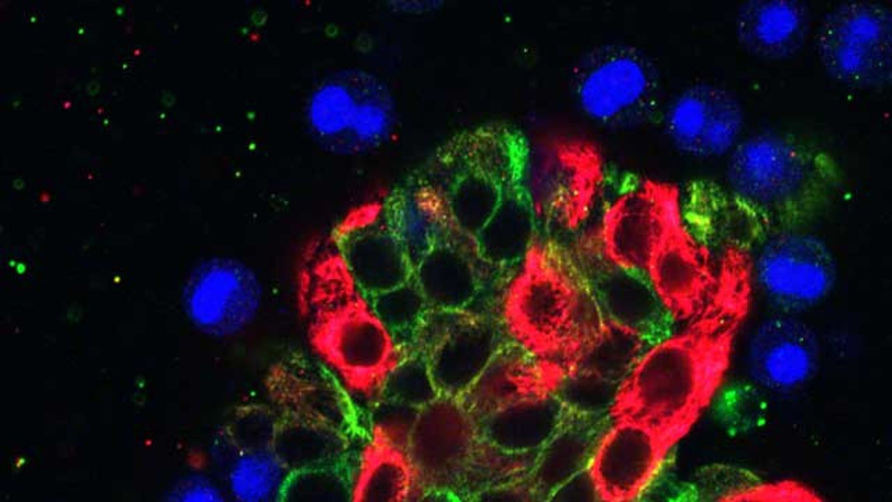 Advances in Spheroid and Organoid Engineering and Applications