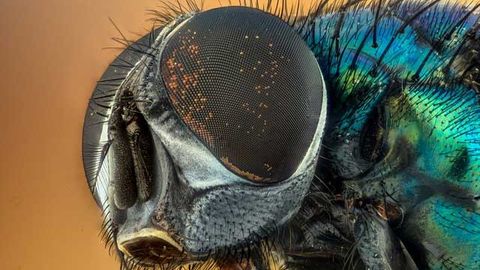 Live Imaging Reveals How Cells of Developing Fruit Fly Eye Move Into Position
