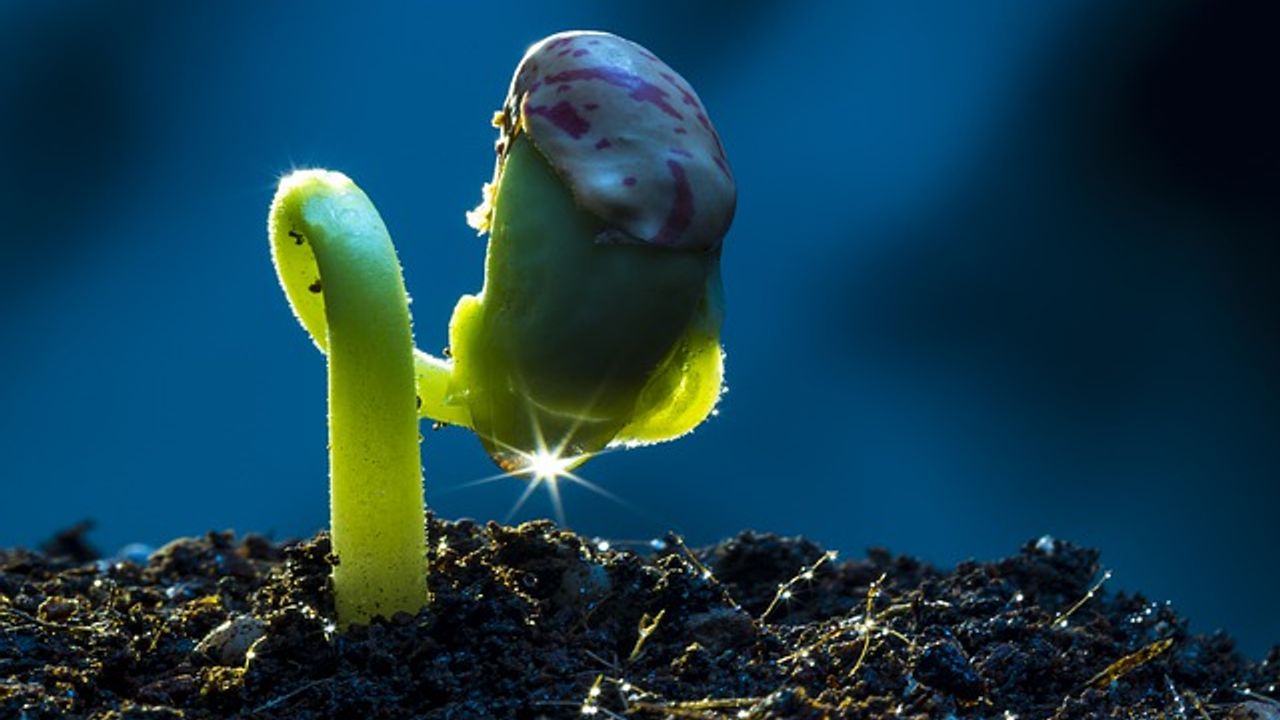 Exploring the Ecosystems Beneath Our Feet