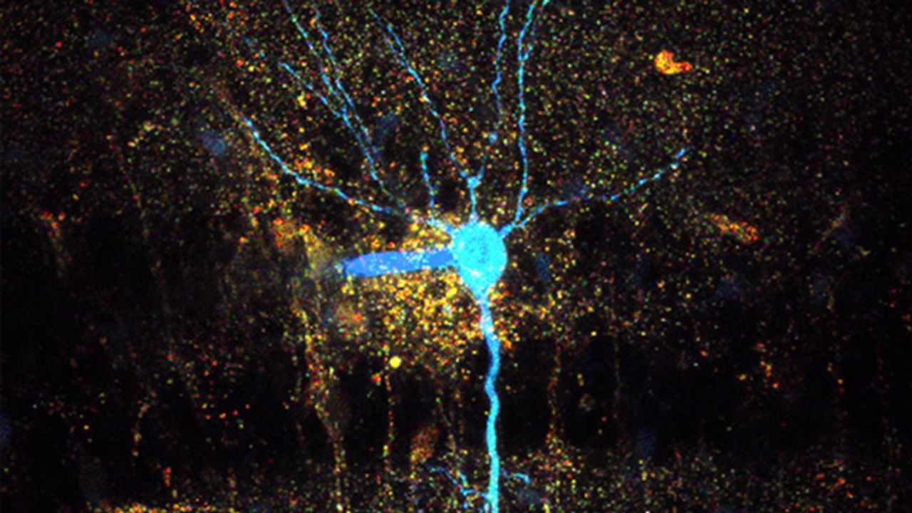 CA1 Pyramidal Neuron
