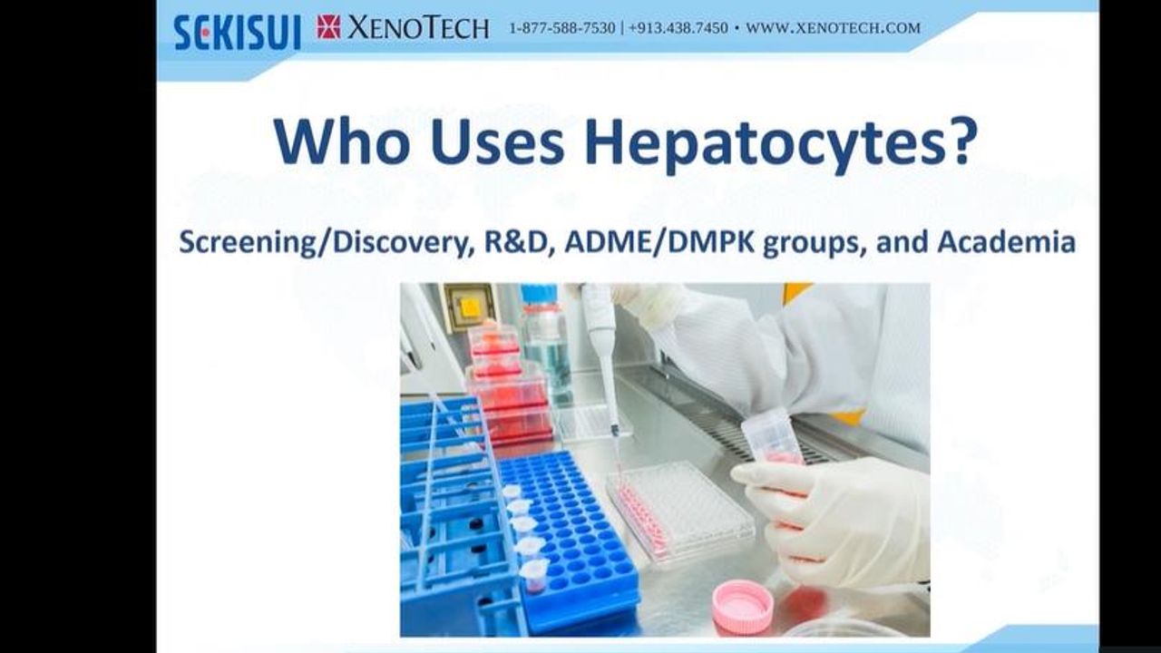 ADME 101 Guide: Which Hepatocyte Test System Should I Use?