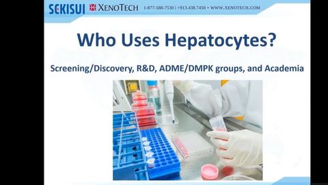 ADME 101 Guide: Which Hepatocyte Test System Should I Use?