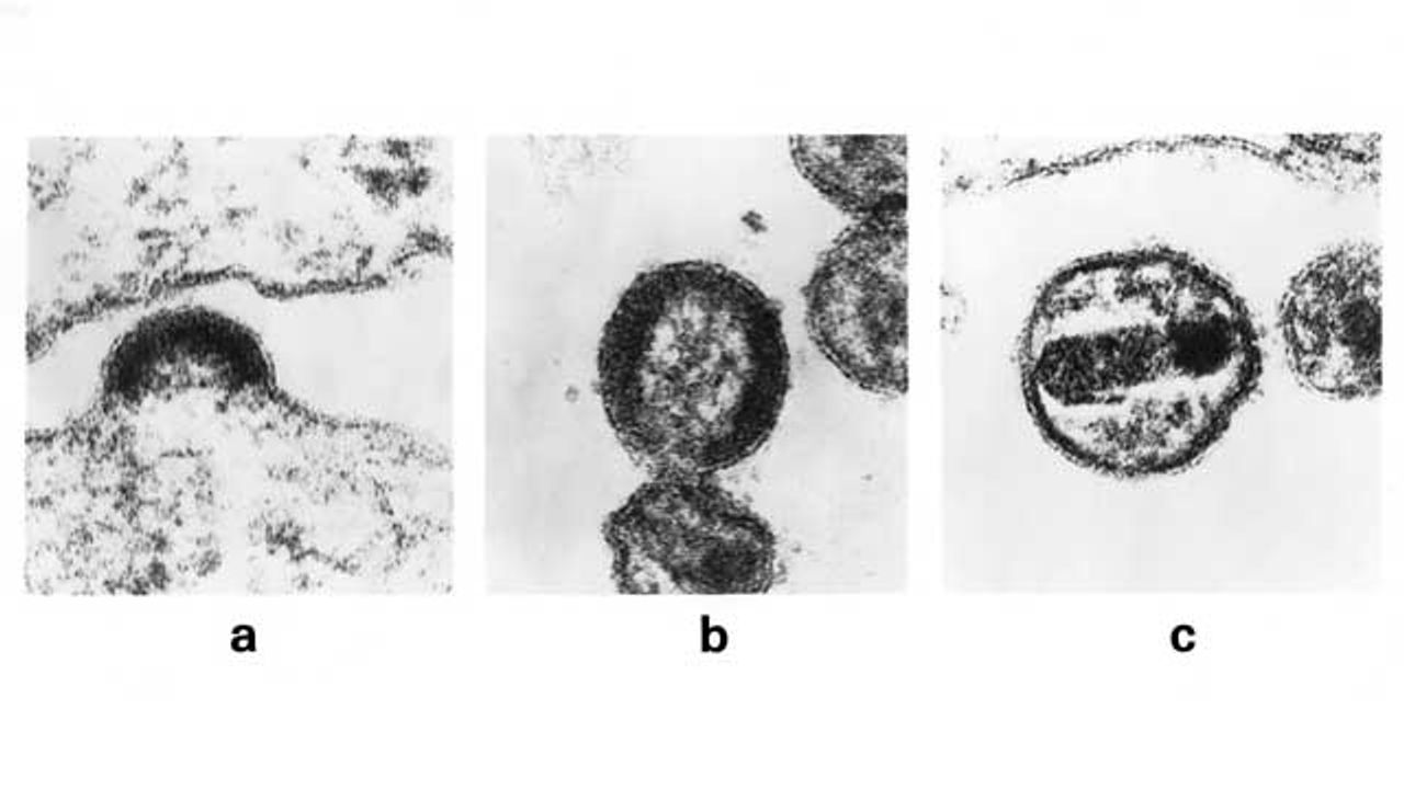 First-Ever Biologically Authentic Computer Model of HIV-1 Liposome