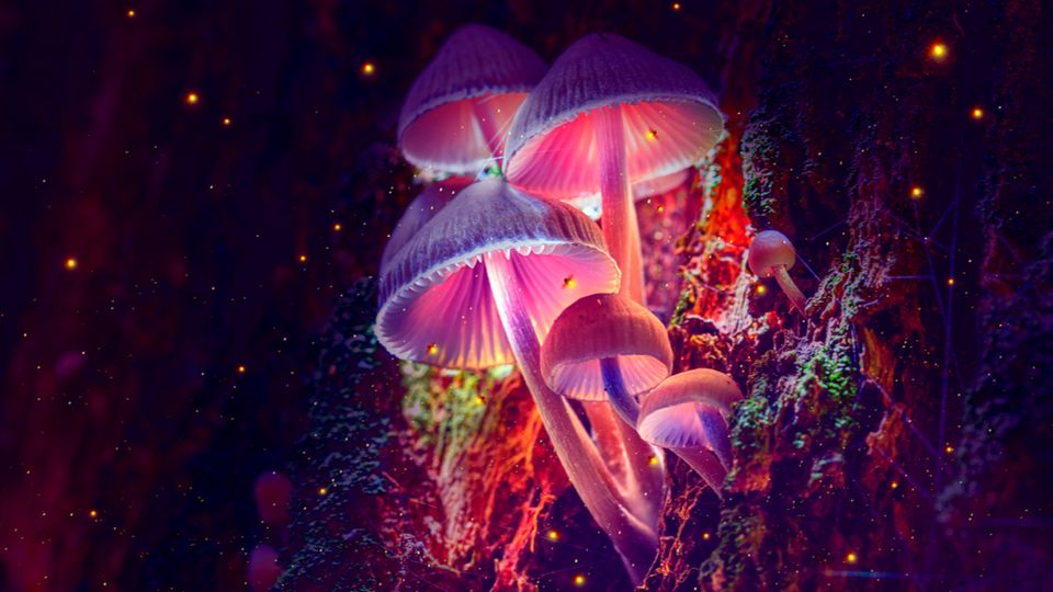 TSE Explores Psychedelics – Psychedelics vs Cannabis for Medical Use content piece image