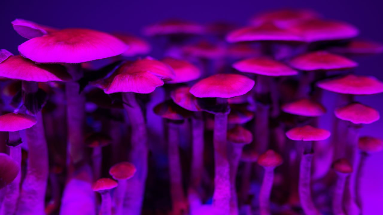 TSE Explores Psychedelics – The Next Generation of Psychedelic Drugs