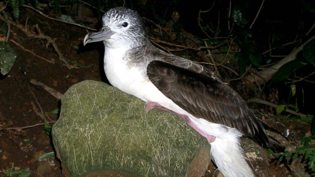 Inside the Magnetosensitive Brains of Migratory Birds