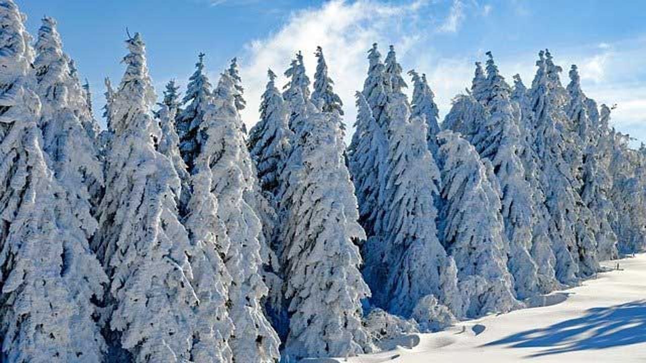 Earth's Coldest Forests Are Shifting North as Climate Alters