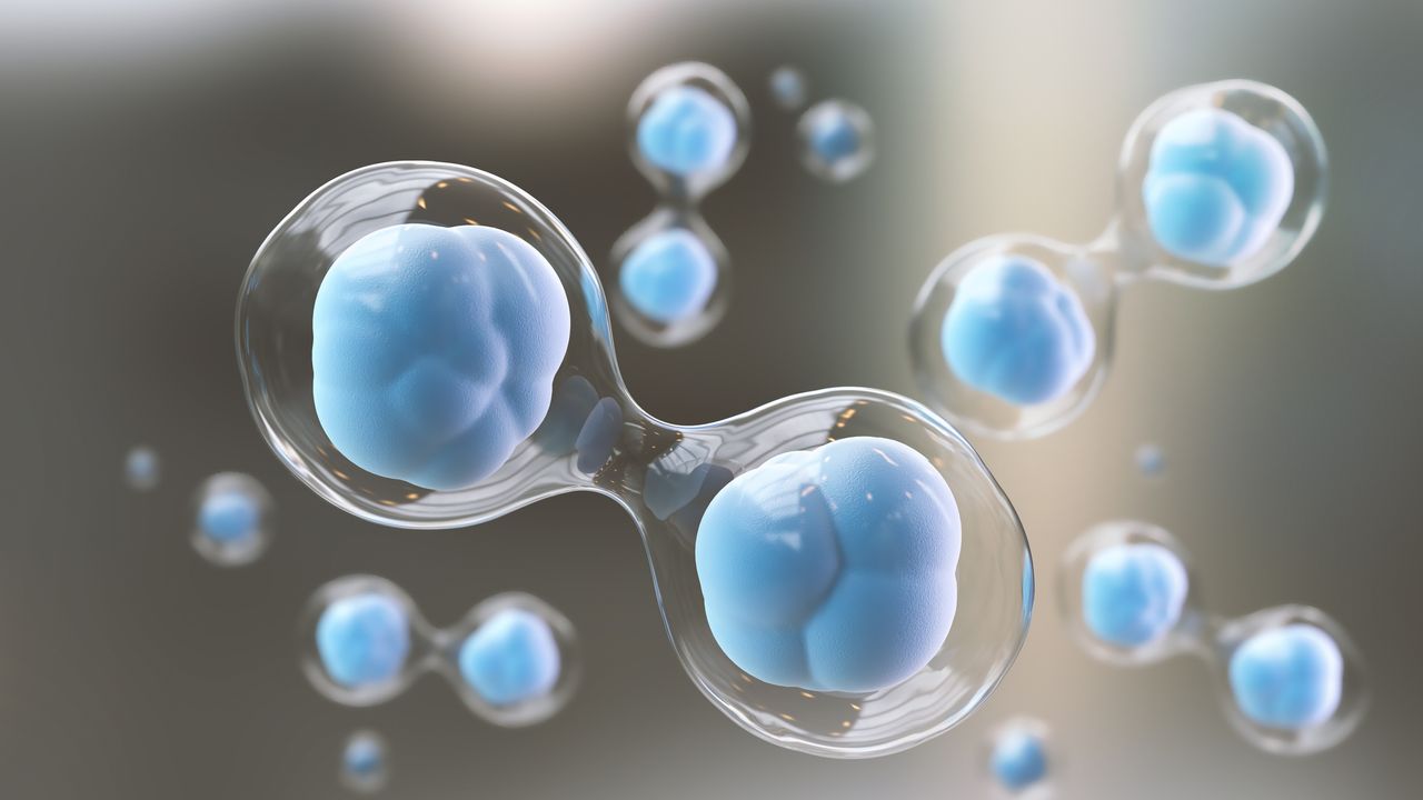 Newly Discovered Stem Cell Resembles Cells in Early Human Embryo