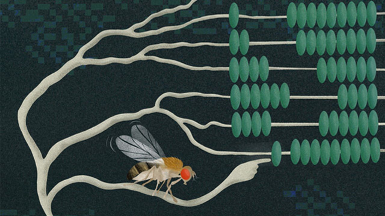 How Neurons Mastered Multiplication To Process Our World