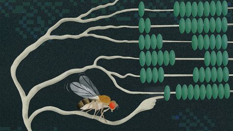 How Neurons Mastered Multiplication To Process Our World