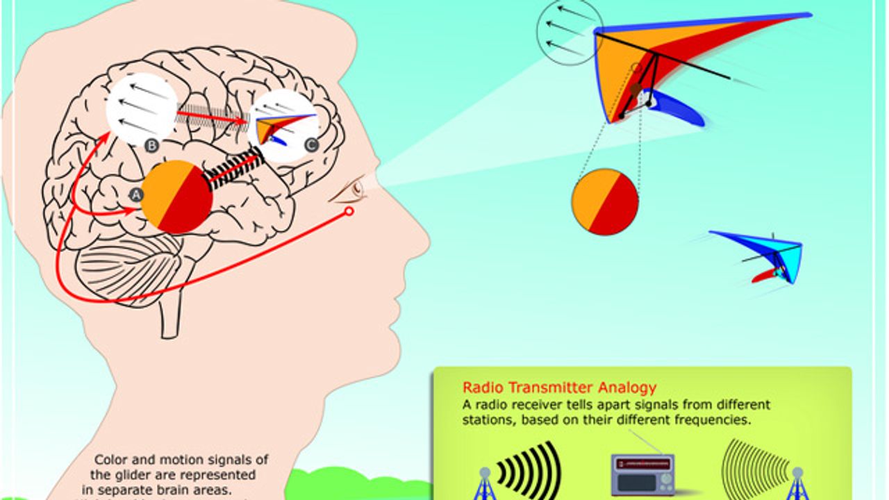 The Rhythms of the Brain Shape Our Perceptions