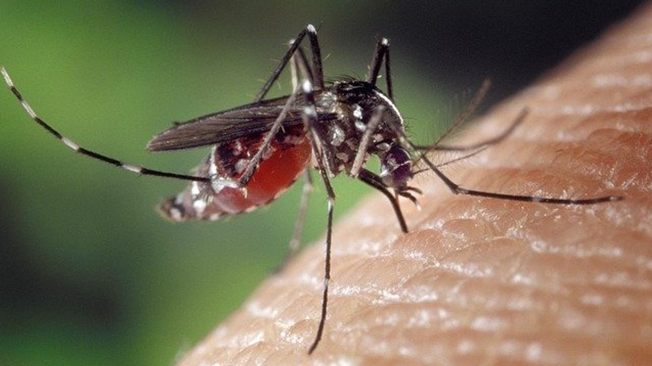 Key Regulator of Malaria Parasite Transmission Identified