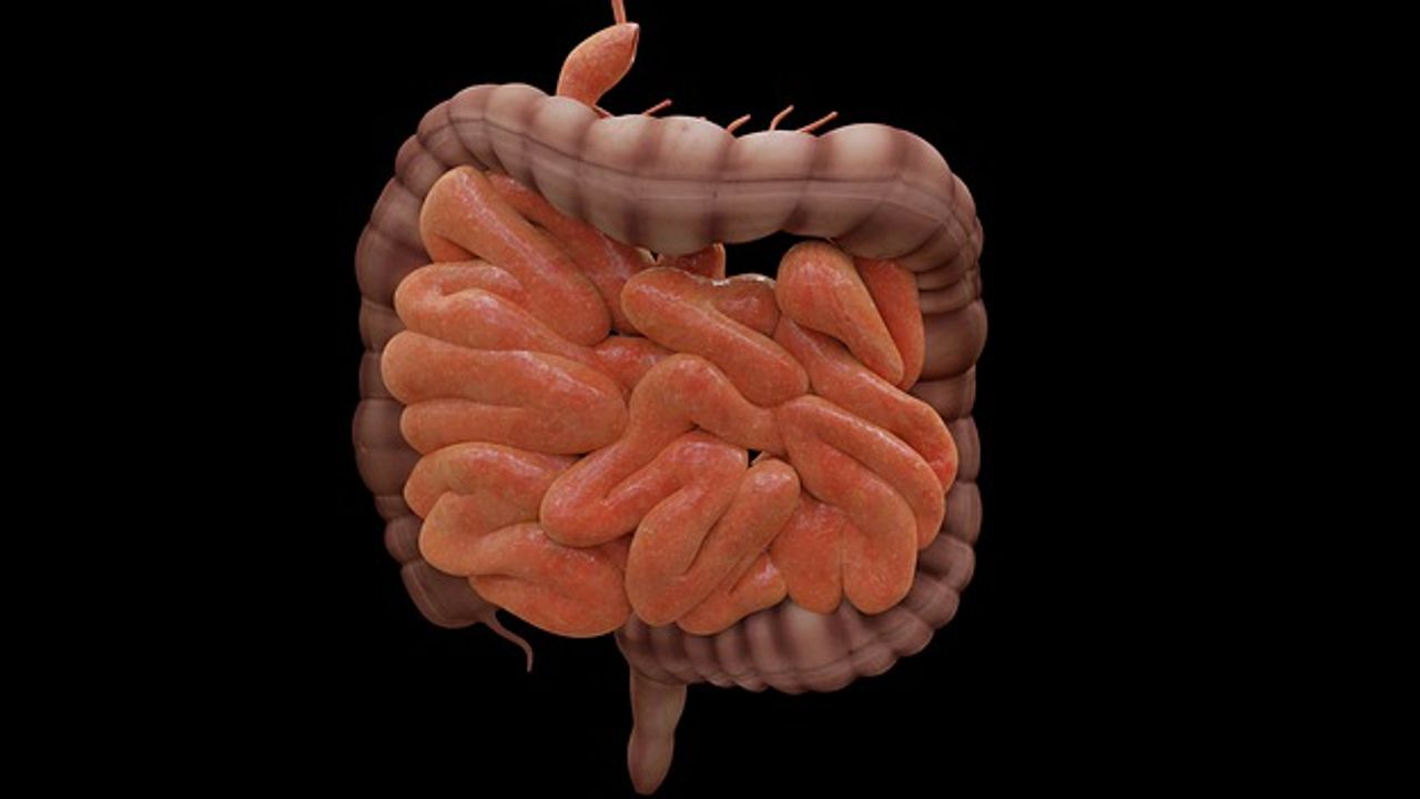Innate Immunological Memory Discovered in the Intestine