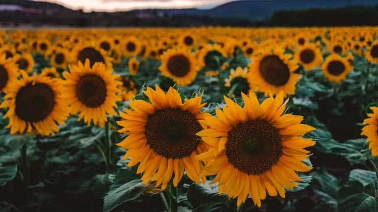 Genetic Markers To Predict Seed Oil Quality