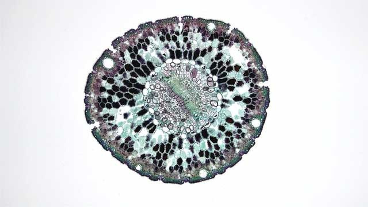 Hybrid Technology Effectively Silences Disease-Causing Genes in Immune Cells