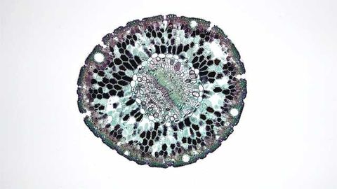 Hybrid Technology Effectively Silences Disease-Causing Genes in Immune Cells
