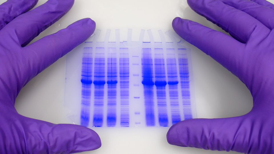 Two gloved hands holding a polyacrylamide gel.