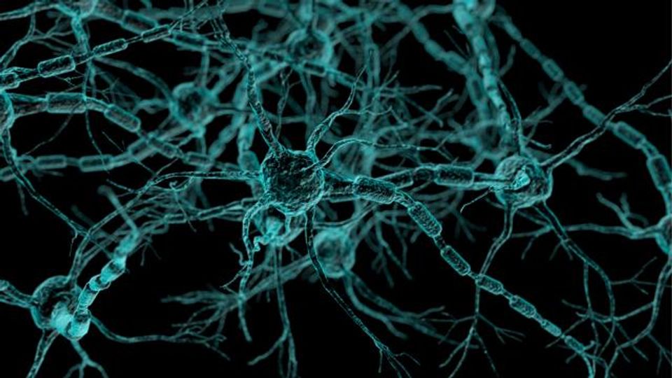 Two Neurodegenerative Disorders Share a Common Molecular Pathway content piece image