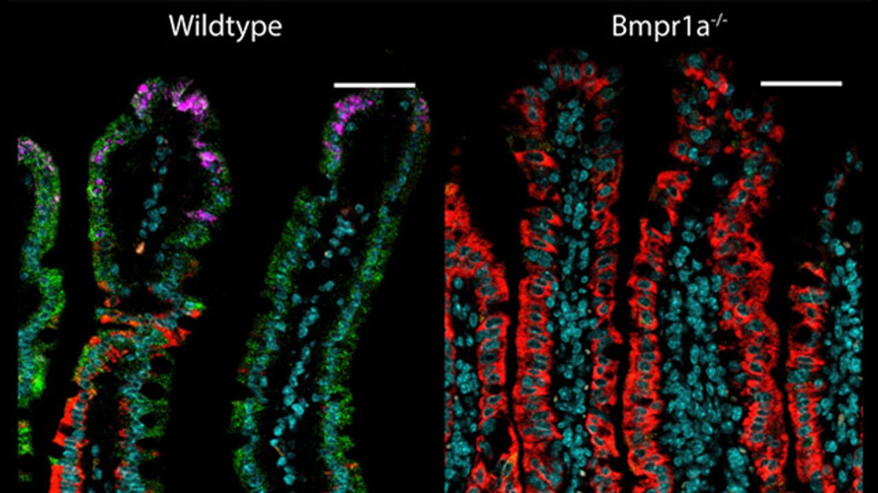 Intestinal Cells Change Functions During Their Lives