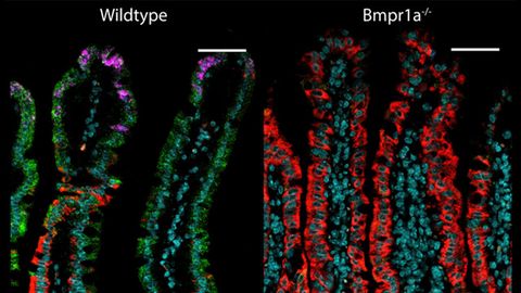 Intestinal Cells Change Functions During Their Lives