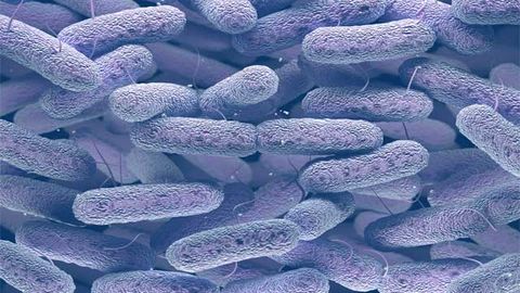 What Drives Harmless <i>E.coli</i> To Become Deadly Pathogens?