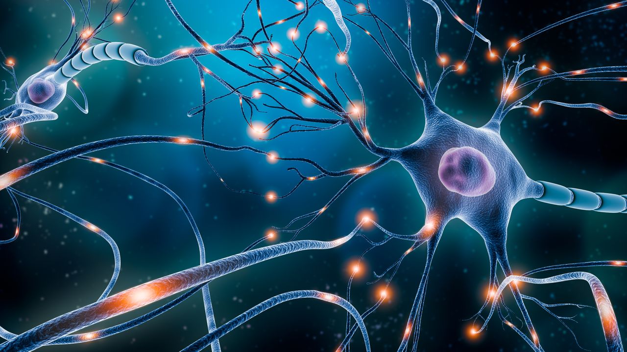 New Discoveries Reveal Information's Flow in the Brain