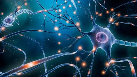New Discoveries Reveal Information's Flow in the Brain