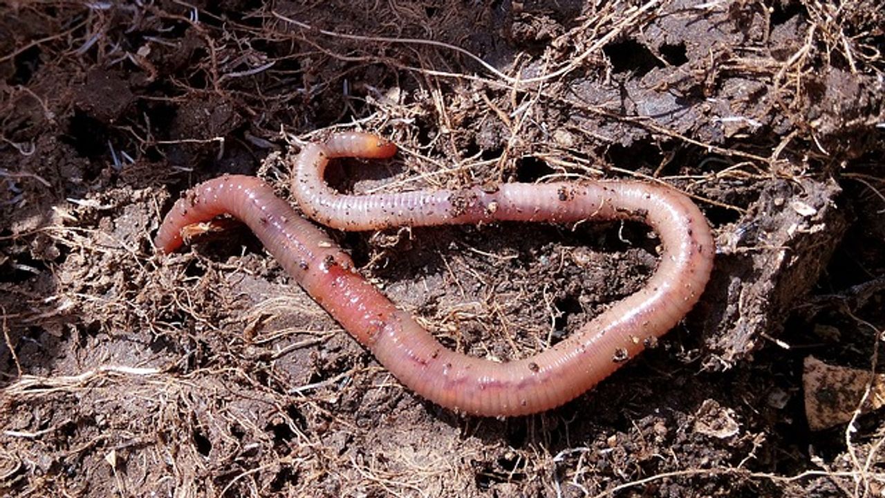 Earthworms Could Replace Synthetic Fertilizers