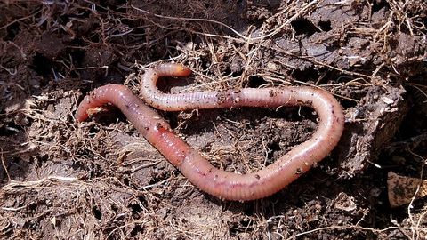 Earthworms Could Replace Synthetic Fertilizers