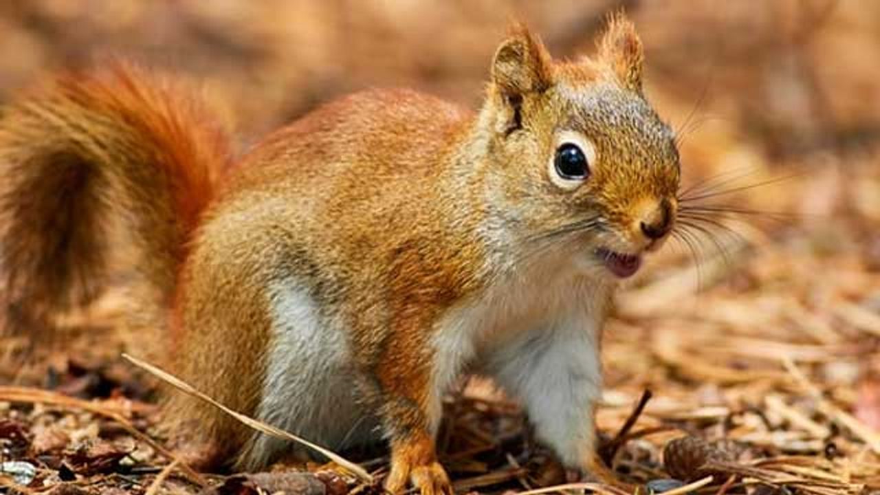 Squirrel Study Reveals a New Path for Light Through the Eye